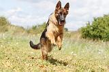 BERGER ALLEMAND 242